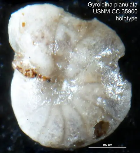 Dokumentasi USNM CC35900 dengan identifikasi pada sumber Gyroidina planulata. Isi dan label gambar dipertahankan.