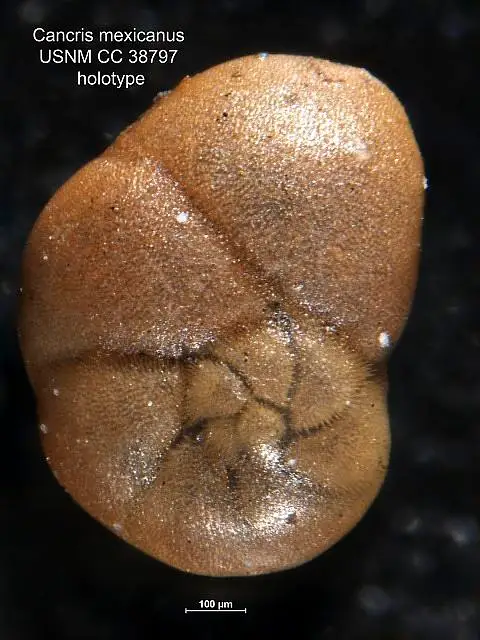 Dokumentasi USNM CC38797 dengan identifikasi pada sumber Cancris mexicanus. Isi dan label gambar dipertahankan.
