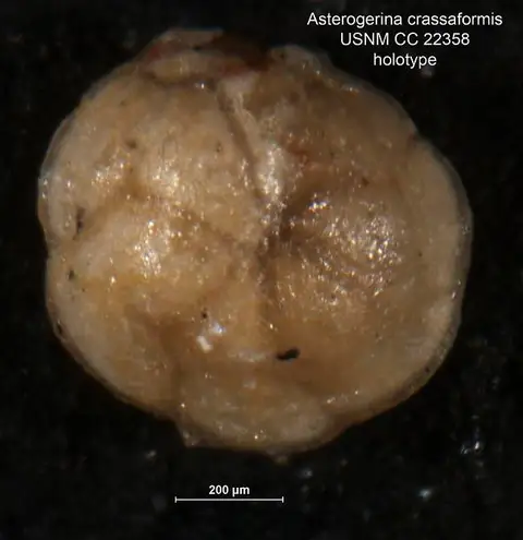 Dokumentasi USNM CC22358 dengan identifikasi pada sumber Asterigerina crassaformis. Isi dan label gambar dipertahankan.