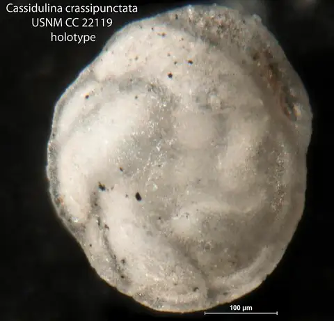 Dokumentasi USNM CC22119 dengan identifikasi pada sumber Cassidulina crassipunctata. Isi dan label gambar dipertahankan.