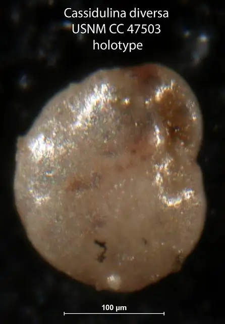 Dokumentasi USNM CC47503 dengan identifikasi pada sumber Cassidulina diversa. Isi dan label gambar dipertahankan.