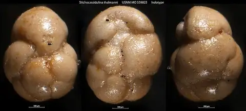 Dokumentasi USNM MO559823 dengan identifikasi pada sumber Stichocassidulina thalmanni. Isi dan label gambar dipertahankan.
