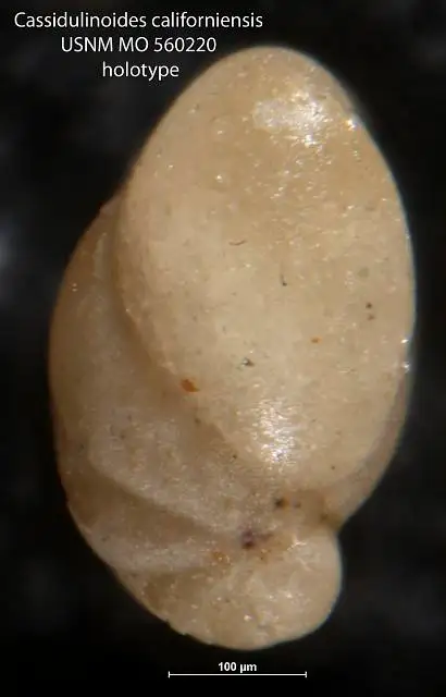 Dokumentasi USNM MO560220 dengan identifikasi pada sumber Cassidulinoides californiensis. Isi dan label gambar dipertahankan.