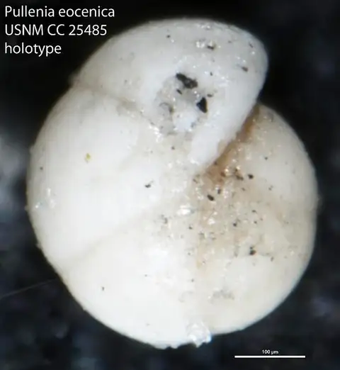 Dokumentasi USNM CC25485 dengan identifikasi pada sumber Pullenia eocenica. Isi dan label gambar dipertahankan.
