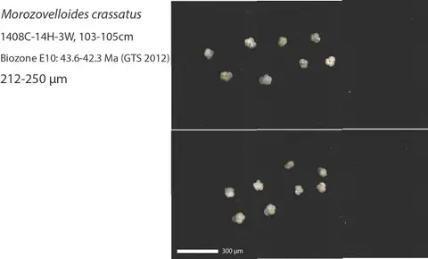 Dokumentasi YPM IP 237410 dengan identifikasi pada sumber Morozovelloides crassatus. Isi dan label gambar dipertahankan.