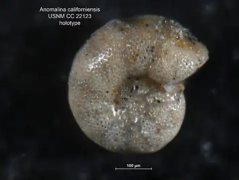 Dokumentasi USNM CC22123 dengan identifikasi pada sumber Anomalina californiensis. Isi dan label gambar dipertahankan.