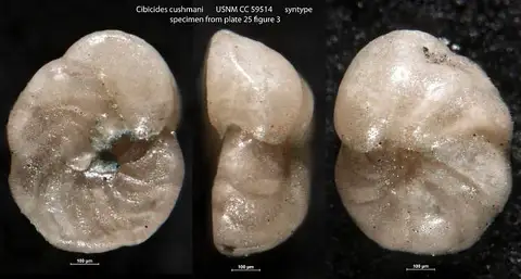 Dokumentasi USNM CC59514 dengan identifikasi pada sumber Cibicides cushmani. Isi dan label gambar dipertahankan.