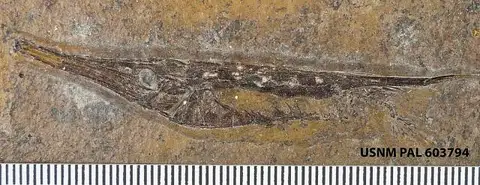 Dokumentasi USNM PAL603794 dengan identifikasi pada sumber Aeoliscus heinrichi. Isi dan label gambar dipertahankan.