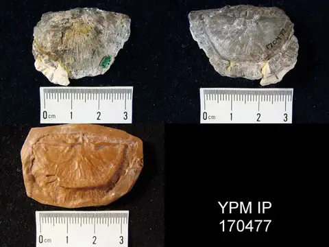 Dokumentasi YPM IP 170477 dengan identifikasi pada sumber Aporthophyla aurora. Isi dan label gambar dipertahankan.