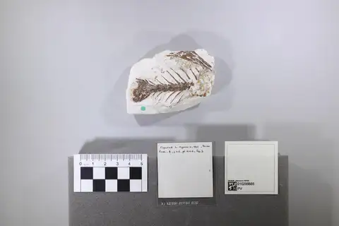 Dokumentasi PV OR 4027 dengan identifikasi pada sumber Hoplopteryx lewesiensis. Isi dan label gambar dipertahankan.
