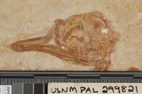 Dokumentasi USNM PAL299821 dengan identifikasi pada sumber Eozygodactylus americanus. Isi dan label gambar dipertahankan.