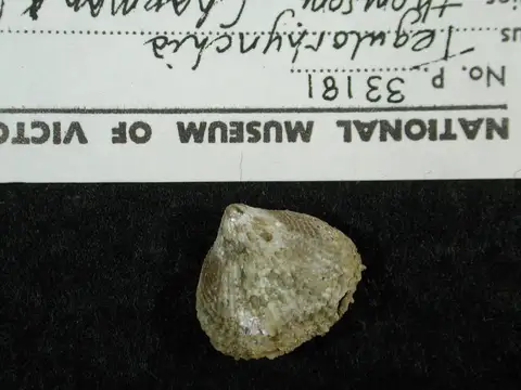 Dokumentasi P 33181 dengan identifikasi pada sumber Tegulorhynchia thomsoni. Isi dan label gambar dipertahankan.