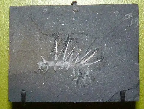 Dokumentasi USNM PAL83935 dengan identifikasi pada sumber Hallucigenia sparsa. Isi dan label gambar dipertahankan.