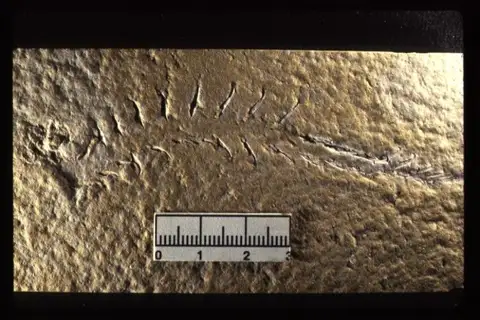 Dokumentasi YPM IP 009142 dengan identifikasi pada sumber Acanthoteuthis speciosa. Isi dan label gambar dipertahankan.