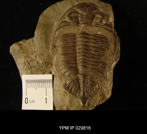 Dokumentasi YPM IP 029816 dengan identifikasi pada sumber Dalmanites caudatus. Isi dan label gambar dipertahankan.