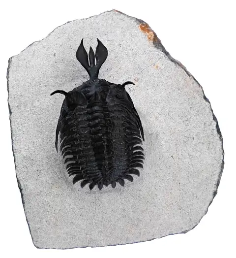 Dokumentasi P 332728 dengan identifikasi pada sumber Walliserops hammii. Isi dan label gambar dipertahankan.