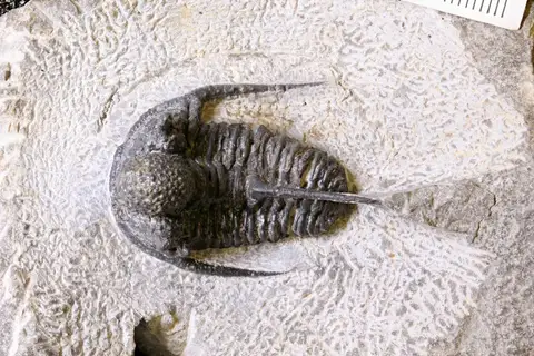 Dokumentasi YPM IP 428857 dengan identifikasi pada sumber Cyphaspis eberhardiei. Isi dan label gambar dipertahankan.