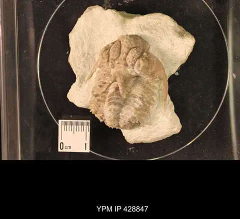 Dokumentasi YPM IP 428847 dengan identifikasi pada sumber Hoplolichoides conicotuberculatus. Isi dan label gambar dipertahankan.