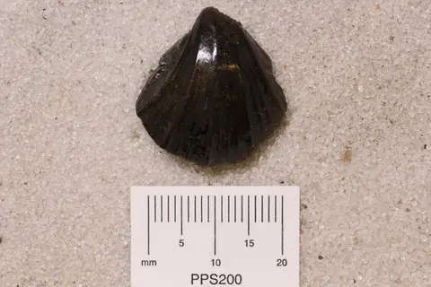 Dokumentasi YPM IP 458931 dengan identifikasi pada sumber Neithea quinquecostata. Isi dan label gambar dipertahankan.