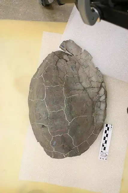 Dokumentasi USNM V5375 dengan identifikasi pada sumber Emys wyomingensis. Isi dan label gambar dipertahankan.