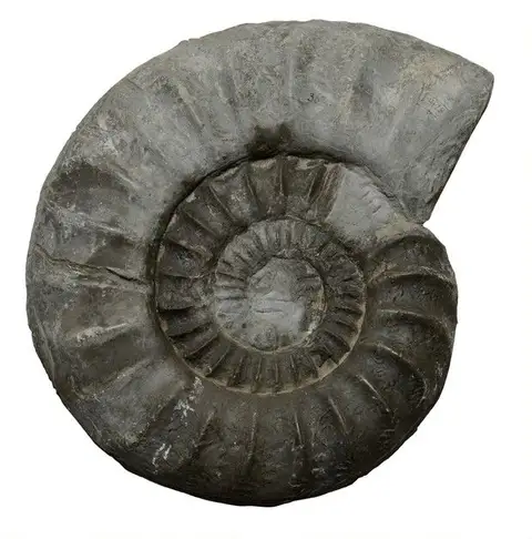 Dokumentasi YPM IP 000362 dengan identifikasi pada sumber Asteroceras obtusum. Isi dan label gambar dipertahankan.