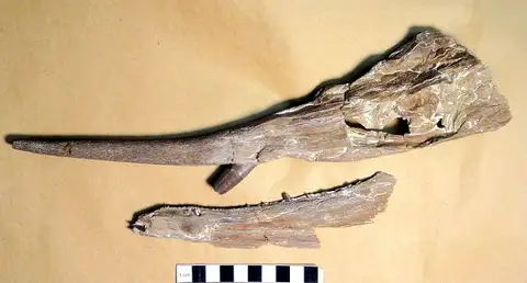 Dokumentasi USNM V12003 dengan identifikasi pada sumber Protosphyraena perniciosa. Isi dan label gambar dipertahankan.