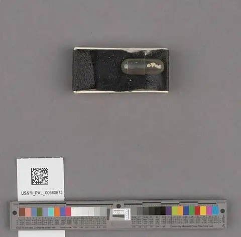 Dokumentasi USNM PAL660673 dengan identifikasi pada sumber Puncturella cooperi. Isi dan label gambar dipertahankan.