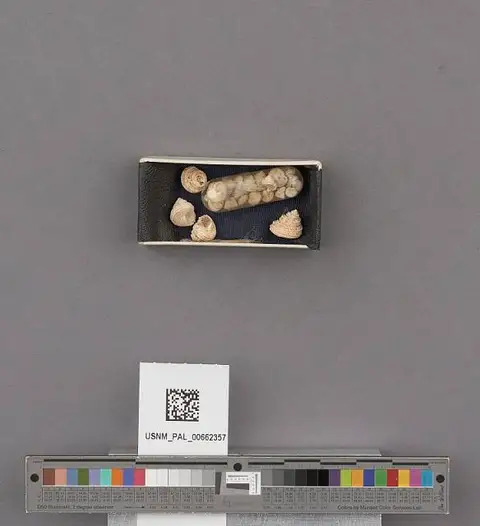 Dokumentasi USNM PAL662357 dengan identifikasi pada sumber Calliostoma gemmulatum. Isi dan label gambar dipertahankan.