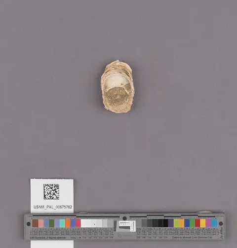 Dokumentasi USNM PAL675782 dengan identifikasi pada sumber Crepidula nummaria. Isi dan label gambar dipertahankan.