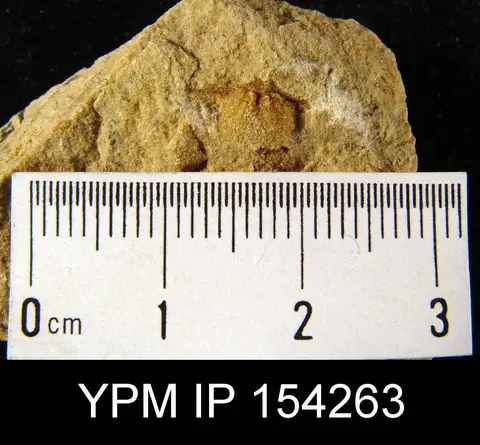 Dokumentasi YPM IP 154263 dengan identifikasi pada sumber Finkelnburgia finkelnburgi. Isi dan label gambar dipertahankan.