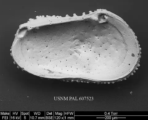 Dokumentasi USNM PAL607523 dengan identifikasi pada sumber Echinocythereis margaritifera. Isi dan label gambar dipertahankan.