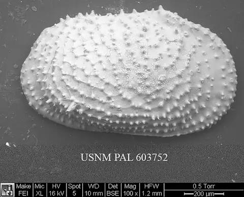 Dokumentasi USNM PAL603752 dengan identifikasi pada sumber Echinocythereis echinata. Isi dan label gambar dipertahankan.