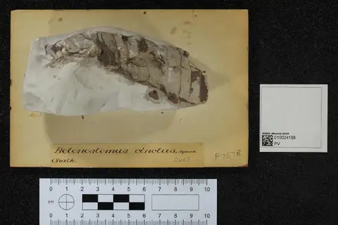 Dokumentasi PV P 7578 dengan identifikasi pada sumber Belonostomus cinctus. Isi dan label gambar dipertahankan.