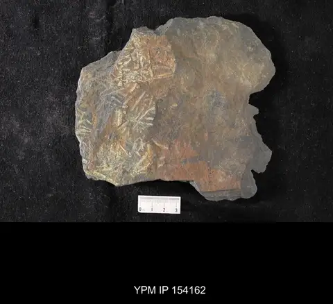 Dokumentasi YPM IP 154162 dengan identifikasi pada sumber Didymograptus murchisoni. Isi dan label gambar dipertahankan.