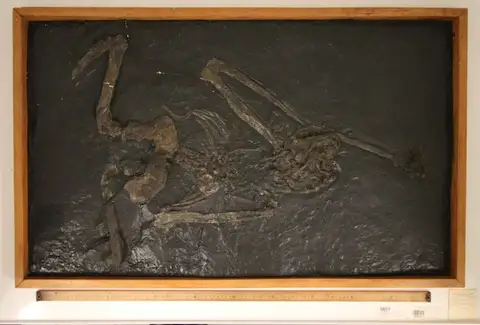 Dokumentasi YPM VP 034631 dengan identifikasi pada sumber Oreopithecus bambolii. Isi dan label gambar dipertahankan.