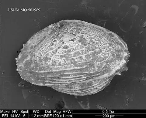 Dokumentasi USNM MO563969 dengan identifikasi pada sumber Brachycythere interrasilis. Isi dan label gambar dipertahankan.