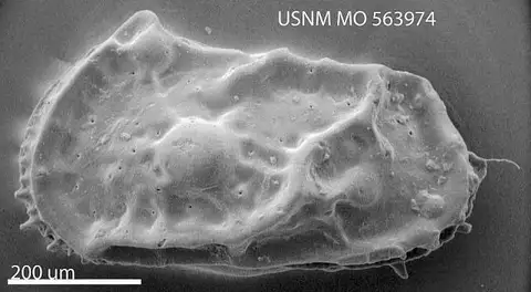 Dokumentasi USNM MO563974 dengan identifikasi pada sumber Cythereis midwayensis. Isi dan label gambar dipertahankan.