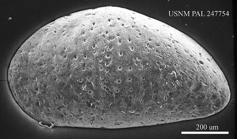 Dokumentasi USNM PAL247754 dengan identifikasi pada sumber Cytheridea fornicata. Isi dan label gambar dipertahankan.