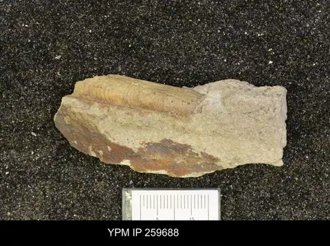Dokumentasi YPM IP 259688 dengan identifikasi pada sumber Palaeosolen costatus. Isi dan label gambar dipertahankan.