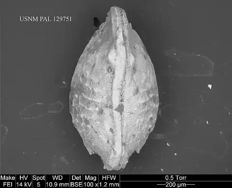 Dokumentasi USNM PAL129751 dengan identifikasi pada sumber Brachycythere jessupensis. Isi dan label gambar dipertahankan.