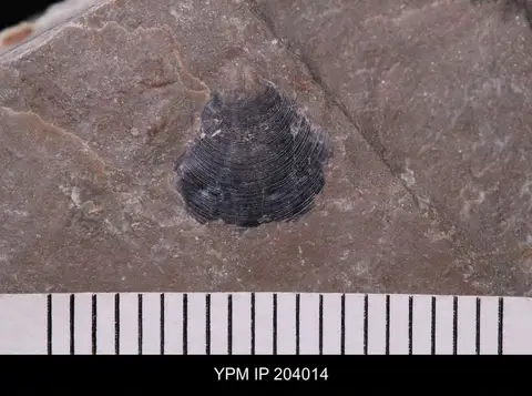 Dokumentasi YPM IP 204014 dengan identifikasi pada sumber Paterina prospectensis. Isi dan label gambar dipertahankan.