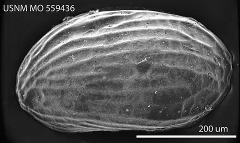 Dokumentasi USNM MO559436 dengan identifikasi pada sumber Cytherura forulata. Isi dan label gambar dipertahankan.