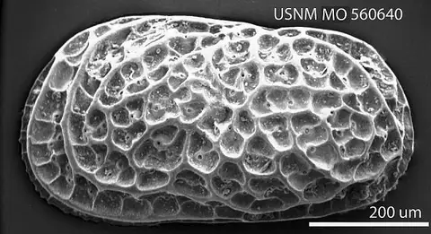 Dokumentasi USNM MO560640 dengan identifikasi pada sumber Leguminocythereis whitei. Isi dan label gambar dipertahankan.
