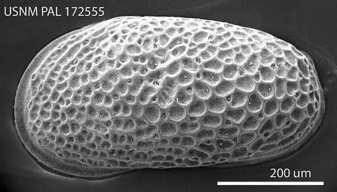 Dokumentasi USNM PAL172555 dengan identifikasi pada sumber Cytheromorpha warneri. Isi dan label gambar dipertahankan.