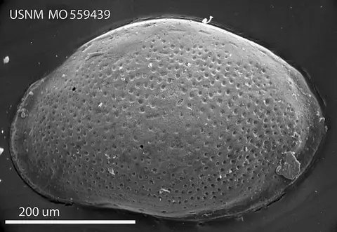 Dokumentasi USNM MO559439 dengan identifikasi pada sumber Loxoconcha subrhomboidea. Isi dan label gambar dipertahankan.
