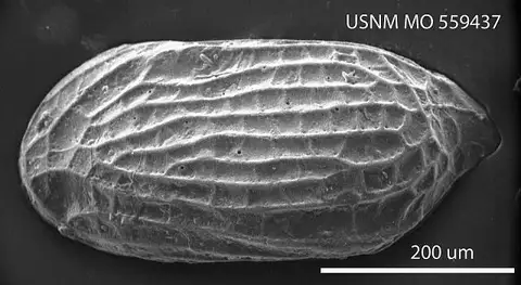 Dokumentasi USNM MO559437 dengan identifikasi pada sumber Cytherura elongata. Isi dan label gambar dipertahankan.