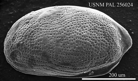 Dokumentasi USNM PAL256024 dengan identifikasi pada sumber Cytherura coryelli. Isi dan label gambar dipertahankan.