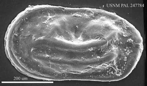 Dokumentasi USNM PAL247784 dengan identifikasi pada sumber Cytherelloidea danvillensis. Isi dan label gambar dipertahankan.