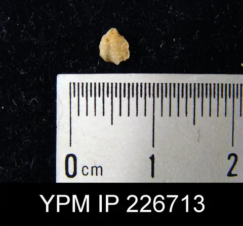 Dokumentasi YPM IP 226713 dengan identifikasi pada sumber Cyrtina burlingtonensis. Isi dan label gambar dipertahankan.