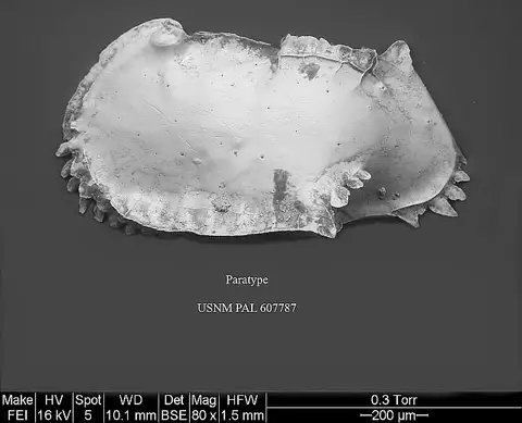 Dokumentasi USNM PAL607787 dengan identifikasi pada sumber Pterygocythereis americana. Isi dan label gambar dipertahankan.